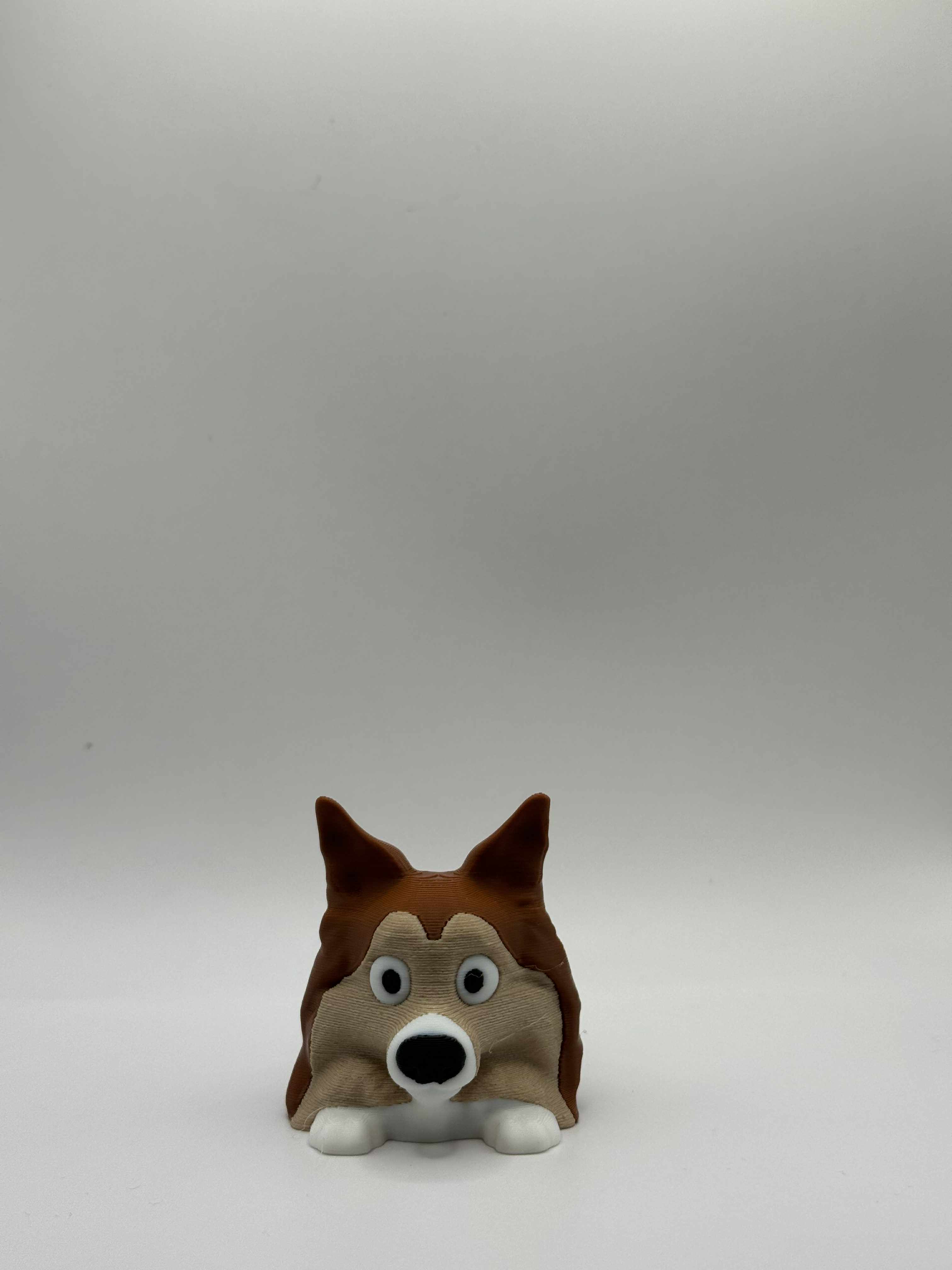 Shetland Sheepdog forfra