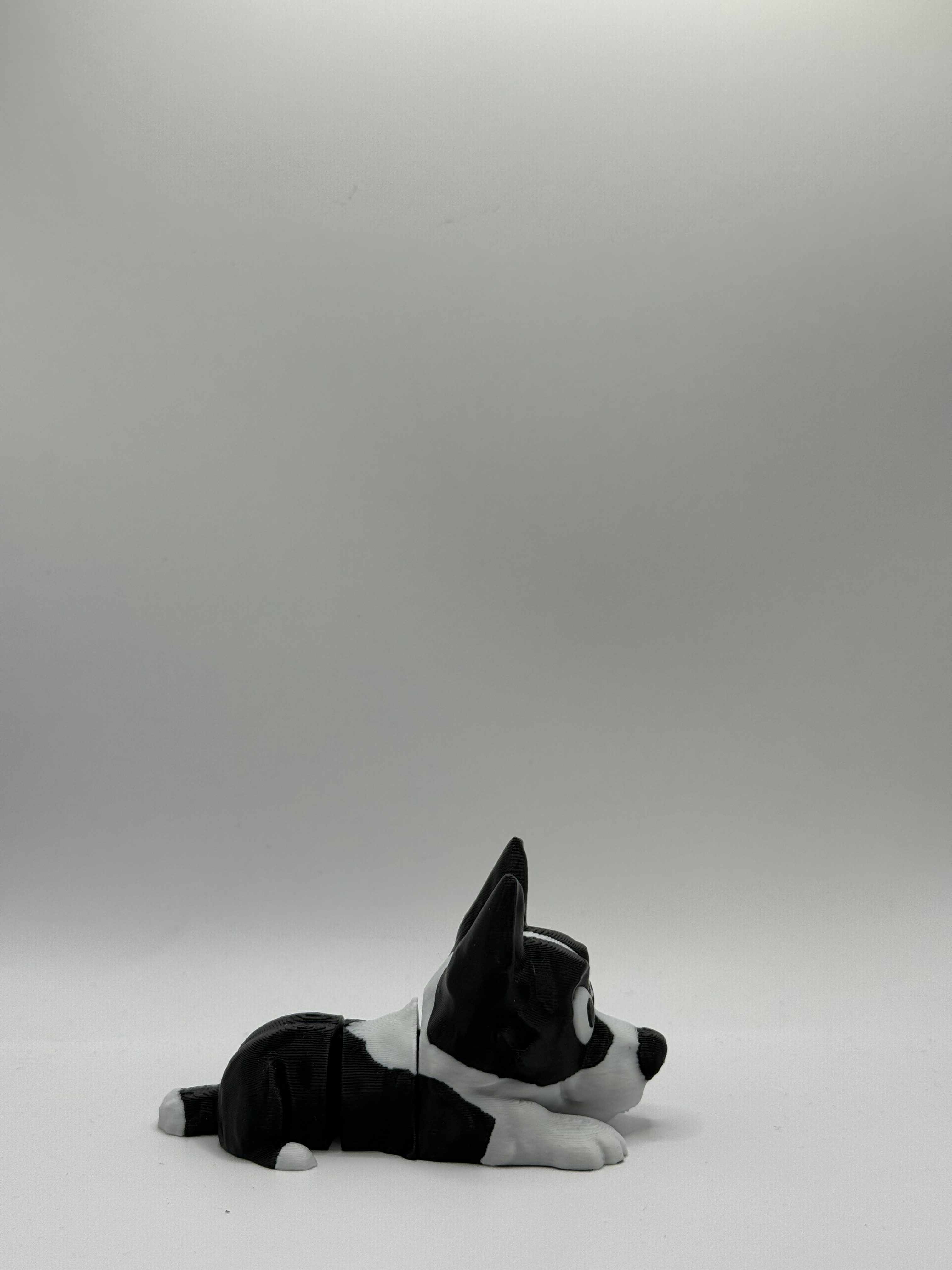 Fleksibel Border collie