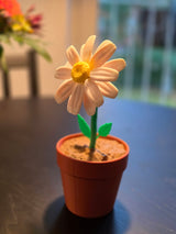 Daisy Date